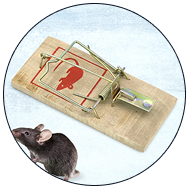 Pest & Insect Control